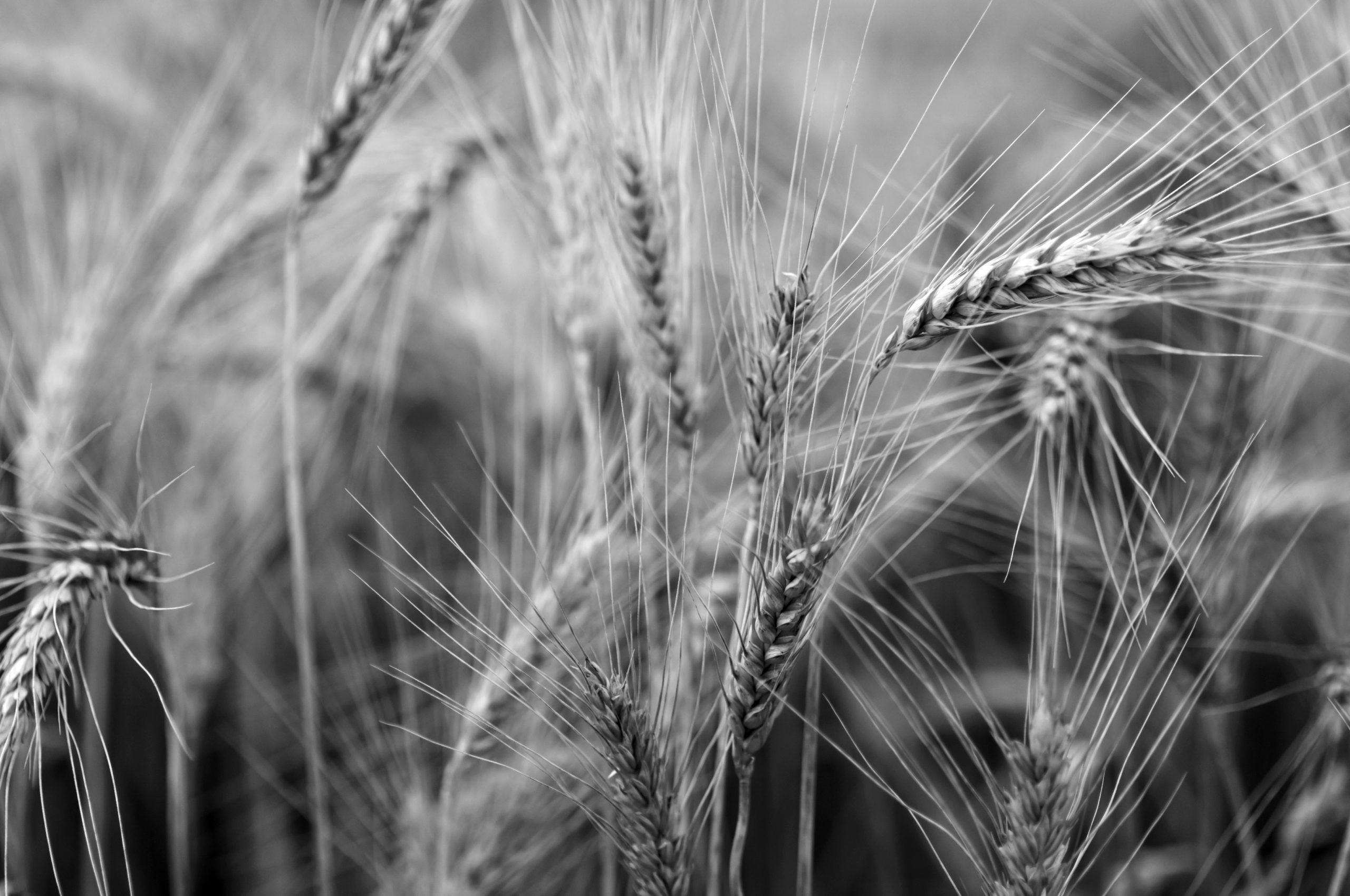 fintech wheat fintech chaff