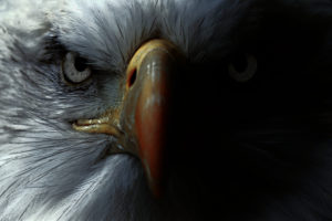 fintech eagle vision money 20/20