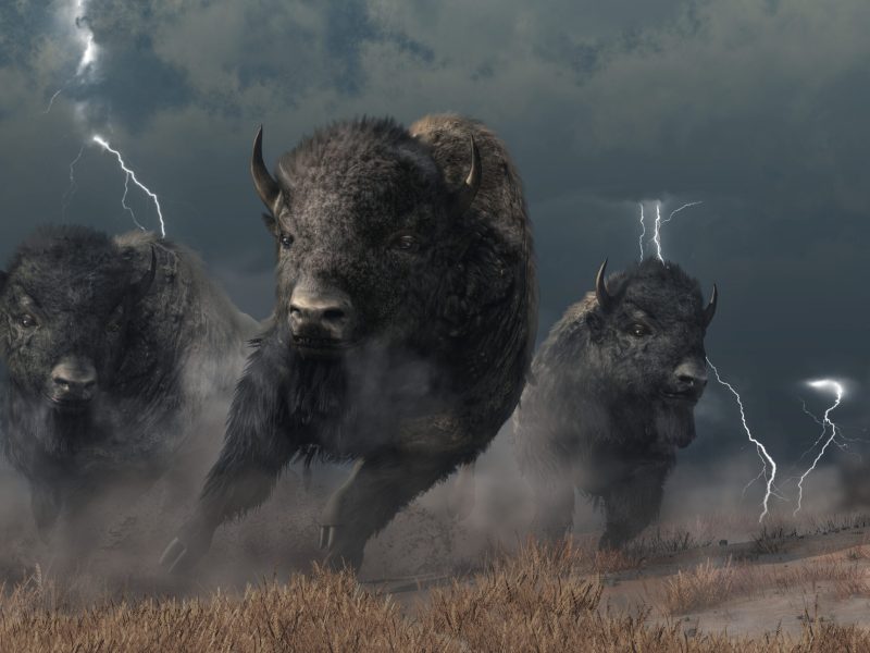 Three,Buffalo,Stampede,Across,The,North,American,Prairie.,Driven,By